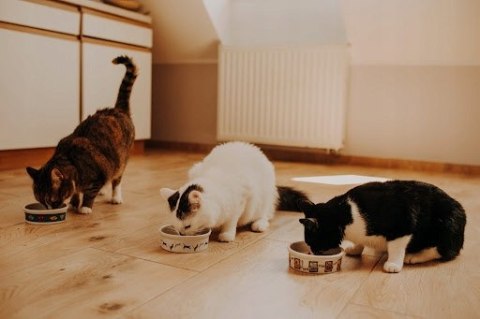 Pan Mięsko karma sucha dla kota Cielęcina z kaczką M 1,6KG