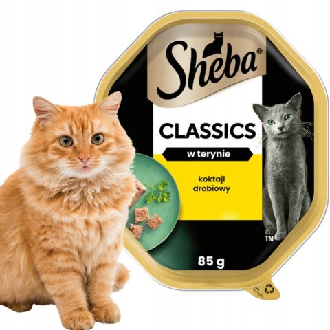 SHEBA Classics mokra karma dla kota kurczak indyk w pasztecie tacka 85 g
