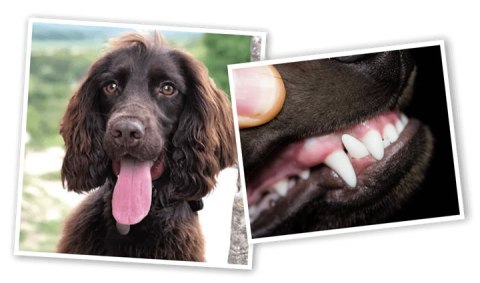 Canagan Karma Sucha dla Psa Rasy Małej Dental 6 kg dorosły i szczeniak