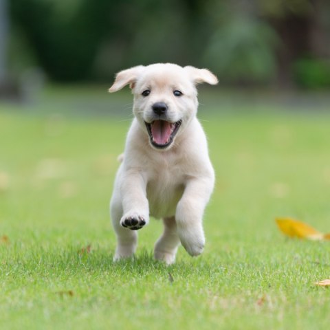 PERRO Indyk z Królikiem Junior dla szczeniąt 9kg VetPrime Suplement na stawy