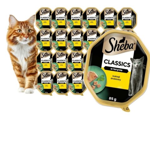 Sheba CLASSIC w terynie Koktail Drobiowy 22x85g karma dla kota tacka