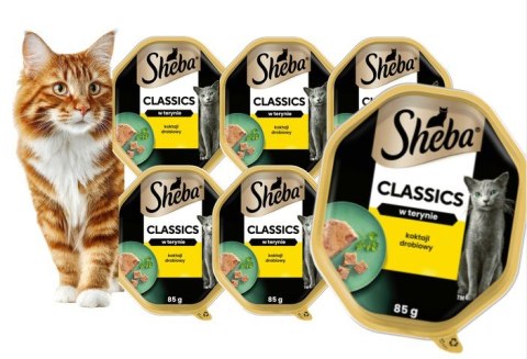 Sheba CLASSIC w terynie Koktail Drobiowy 6x 85g karma dla kota tacka