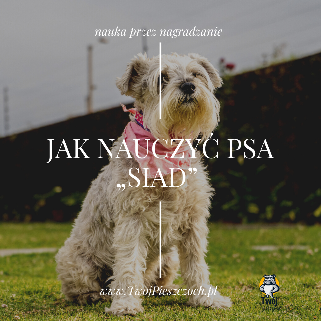 Jak nauczyć psa 