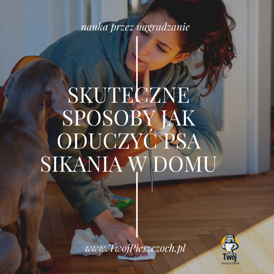 Skuteczne sposoby jak oduczyć psa sikania w domu