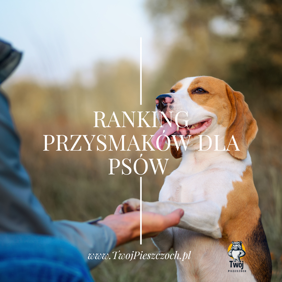 Ranking przysmaków dla psów Czerwiec 2024