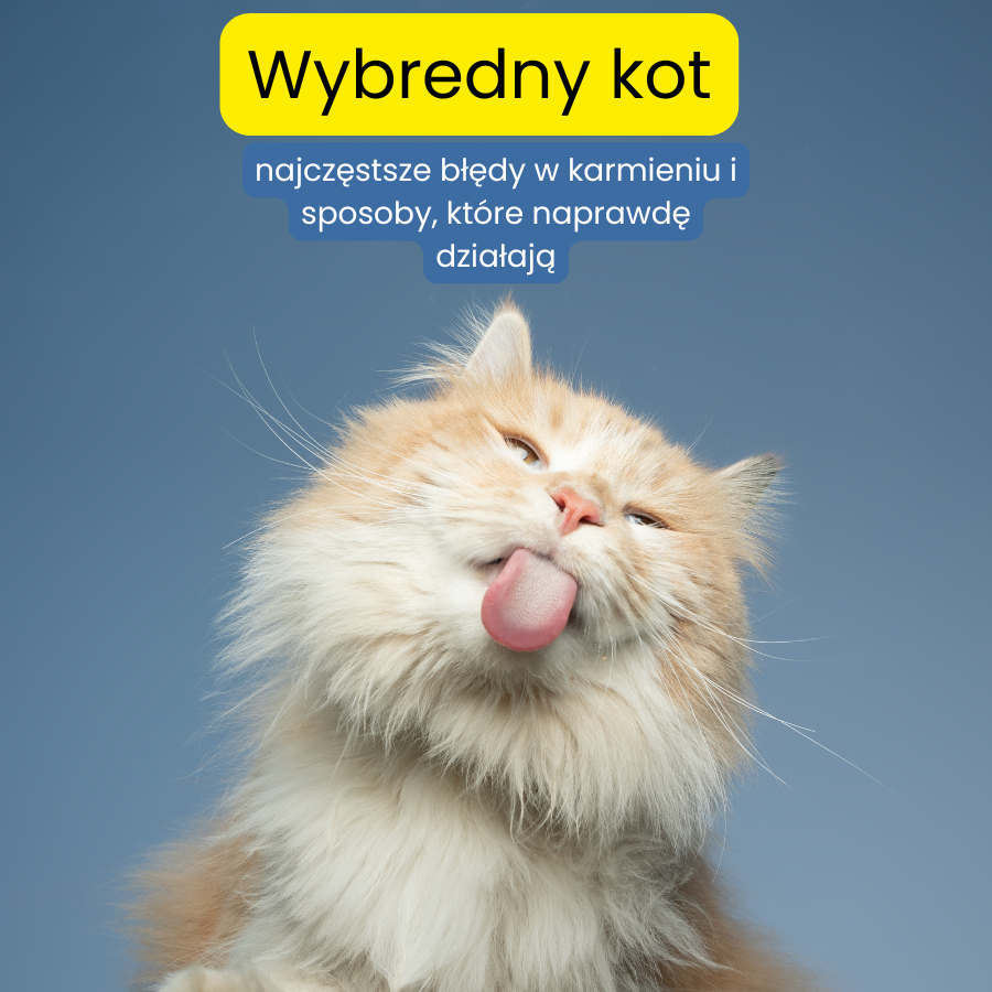 Wybredny kot – przyczyny, błędy w karmieniu i skuteczne rozwiązania